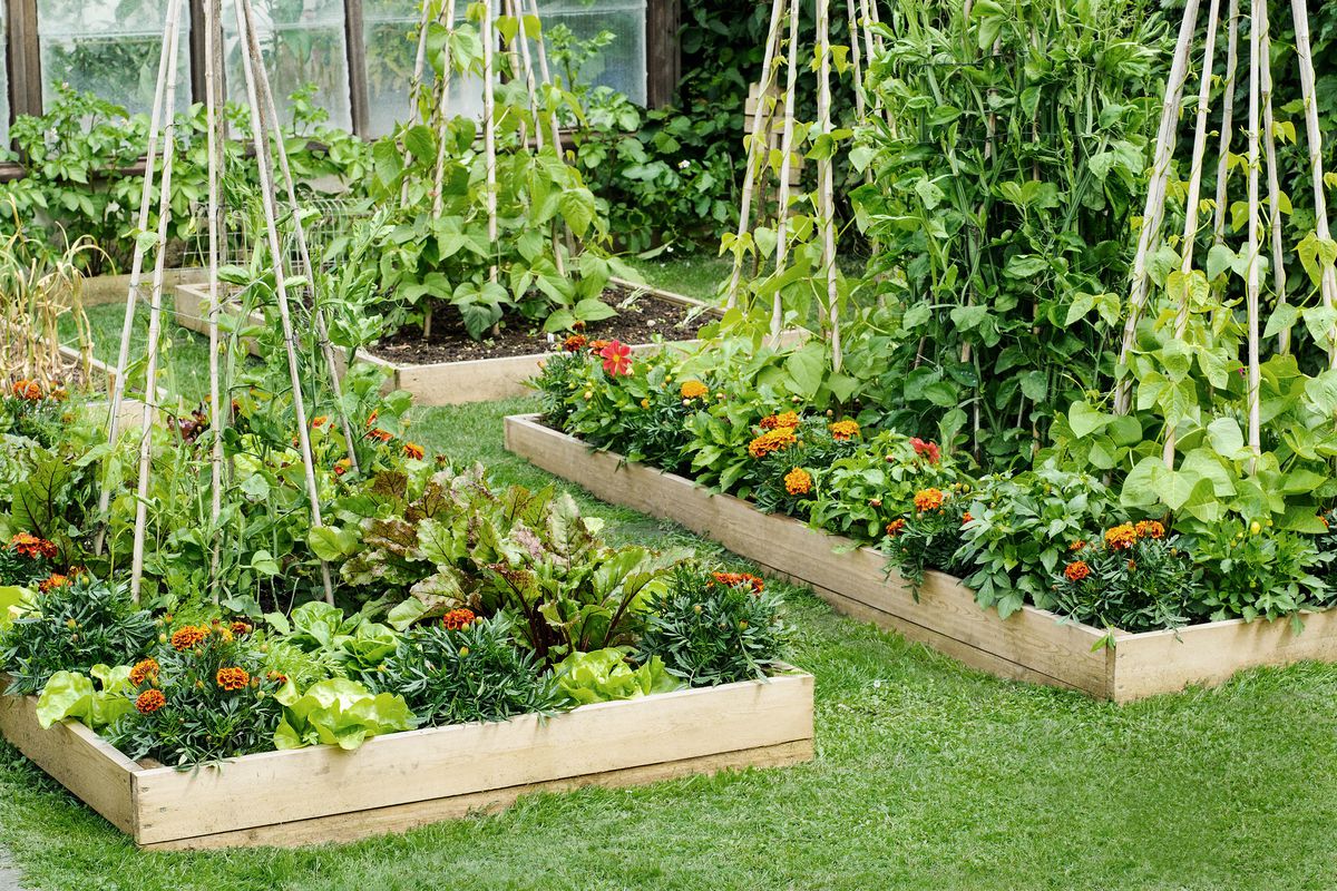 What Can You Plant In Your Raised Garden Beds?